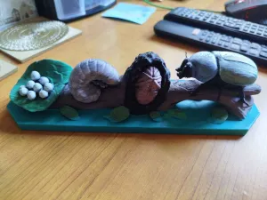 Life Cycle of a Beetle – Educational Dung Beetle Metamorphos