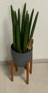 Minimalist Plant Stand
