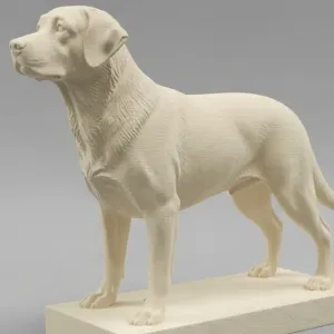 Labrador