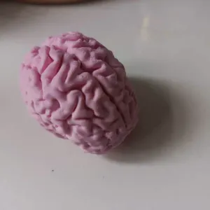 Brain (Cerebro)