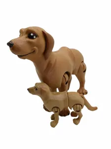 Shorthaired Golden Retriever
