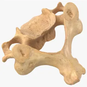Vertebra cervical modelo 3D