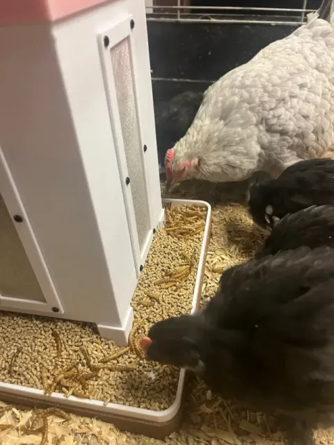 Feeding place for chicks — Image 7 of 9