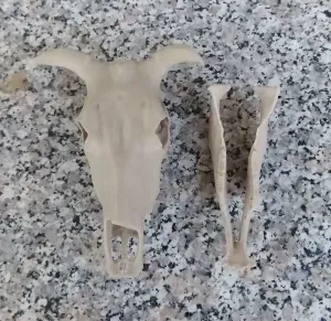 Zebu