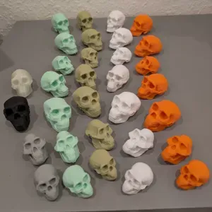 Hominin Skulls – Human Evolution Educational Set 💀🧬