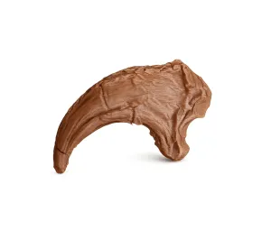 Velociraptor Claw | Fossil Replica