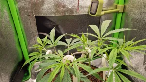LST sticks