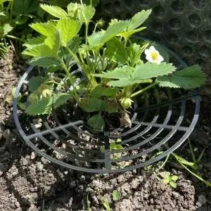 Protective basket for growing strawberries