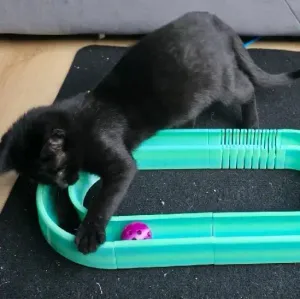 Игрушка для котят toy for kittens