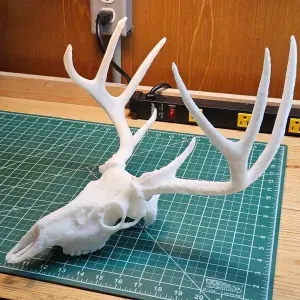 Whitetail Deer Skull w/ Antlers