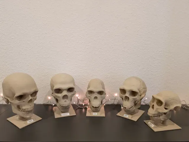 Australopithecus afarensis Skull - Educational Model & Stand — Image 5 of 9