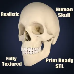 Realistic Human Skull Anatomy with Separated Parts 3D Model