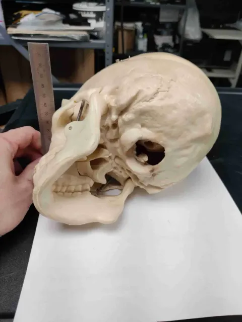 CR-Scan Ferret Scan Samples — Фото 4 из 8