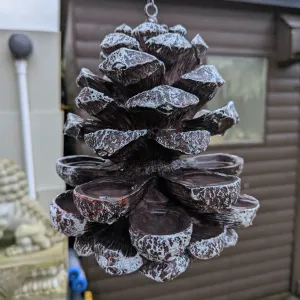 bird feeder pine cone scalable and for birdseeds