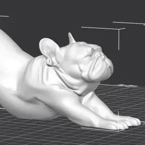 Stretching French Bulldog High Quality