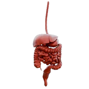 Digestive System | Human Anatomy Model