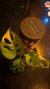 Vase with Moss Pole Base for Epiphytic Plants