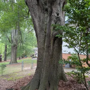 Oak tree