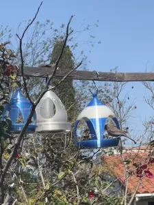 Bird Feeder (No Support)