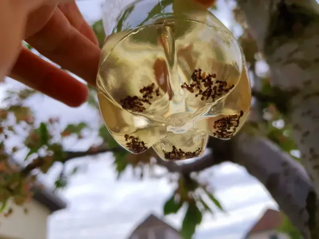 Wasp trap long — Фото 5 из 6
