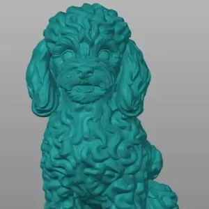 DOG Poodle