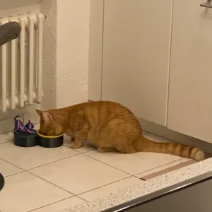 Fressnapf für Katzen mit Katen-Statur