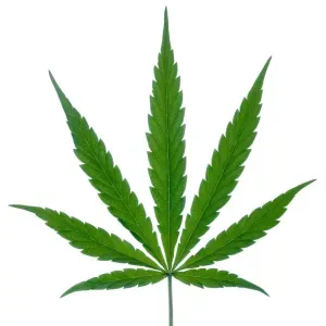 weed leaf