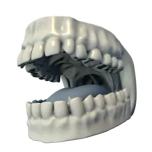 Human Teeth and Tongue Anatomy 3D Model