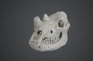 The Rhinoceros: Anatomical Skull Series