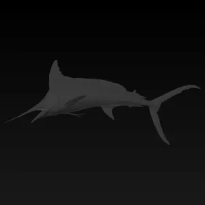 sword fish