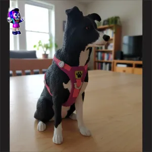 Perro Border Collie