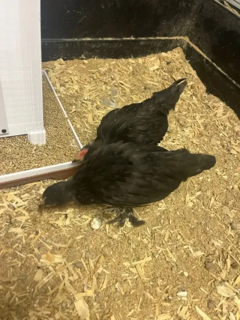 Feeding place for chicks — Image 4 of 9