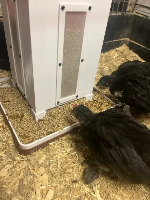 Feeding place for chicks — Image 3 of 9