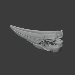 Ground Hornbill Skull