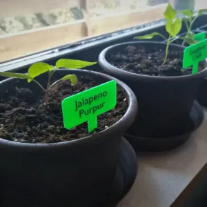 plant label/ Plant labels