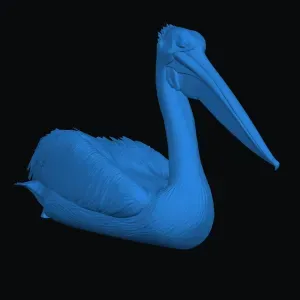 Sitting Pelican