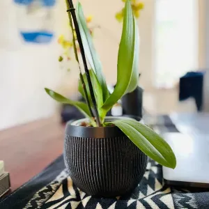 Ribbed Pot | Home Decor