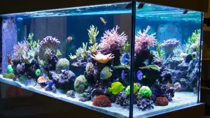 Coral