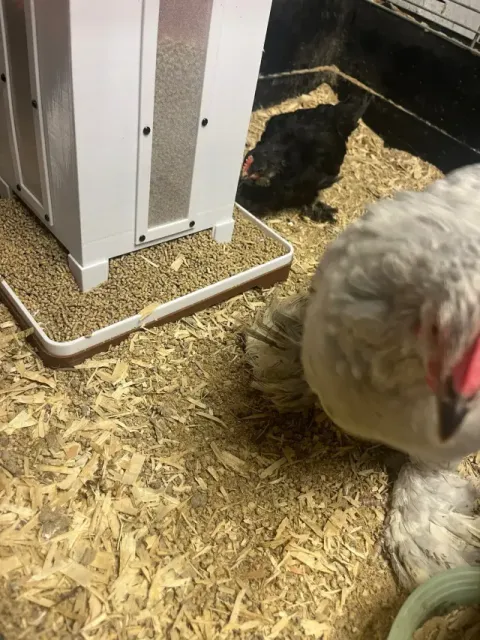 Feeding place for chicks — Image 6 of 9