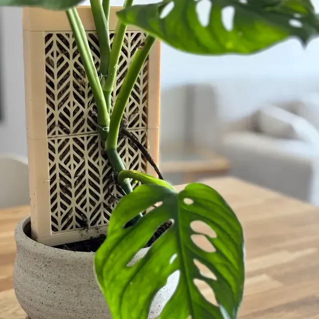 CLIMBIT – Modular Self-Watering Moss Pole System