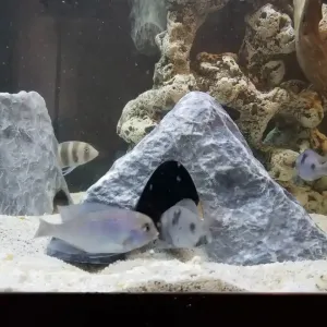 aquarium cave