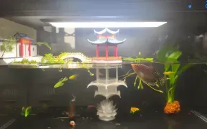 Half-Acre Square Pond · Water Mirror Pavilion V2.17