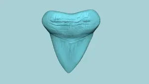 Megalodon Tooth - Jurassic Fossil Real Size