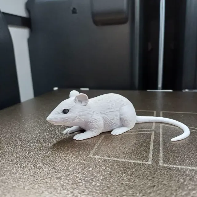 Sneaky Little Mouse