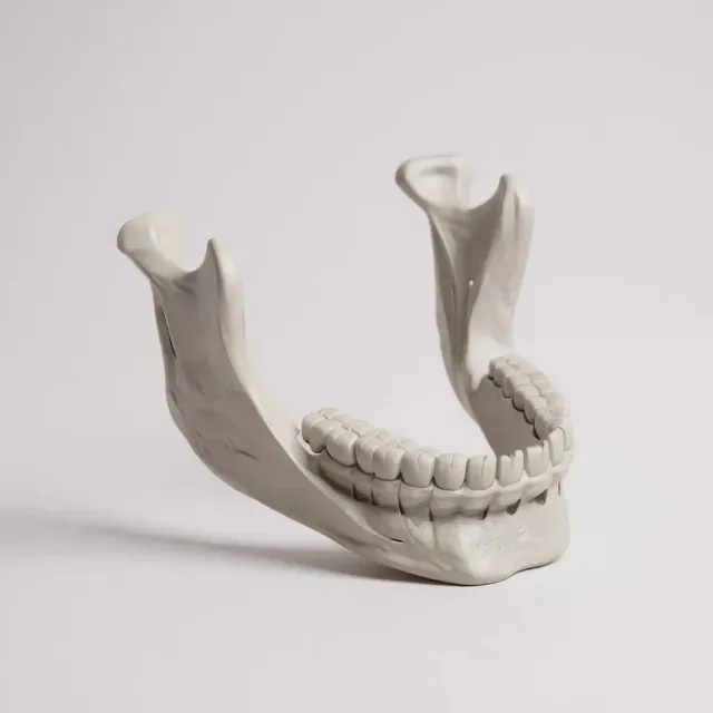 Mandible jaw human anatomy bones