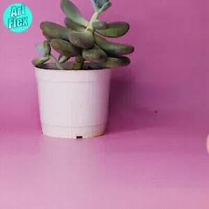 ADORABLE FLEXI HIPPO