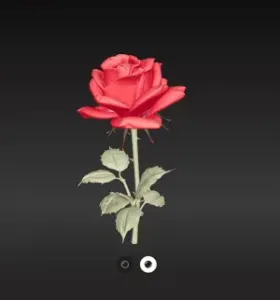 Magnifique Rose
