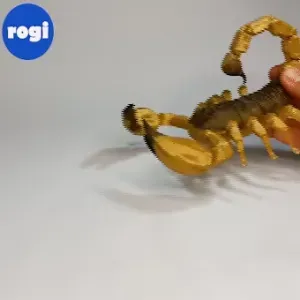 ARTICULATED SCORPION