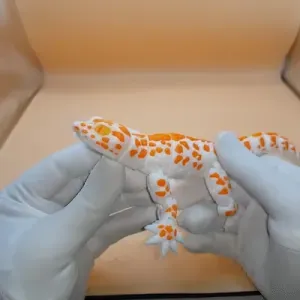 gecko_flexi
