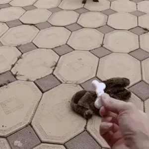 FLEXI BONE